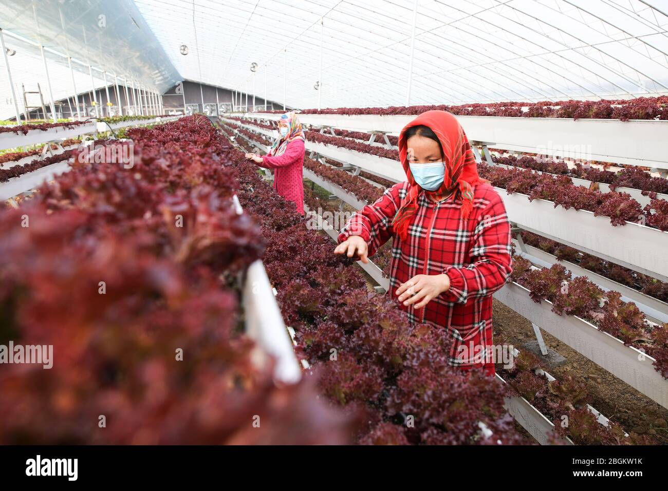 Les gens vérifient les légumes plantés dans une serre de culture sans soillure dans la ville de Lianyungang, province du Jiangsu en Chine orientale, 18 mars 2020. Banque D'Images