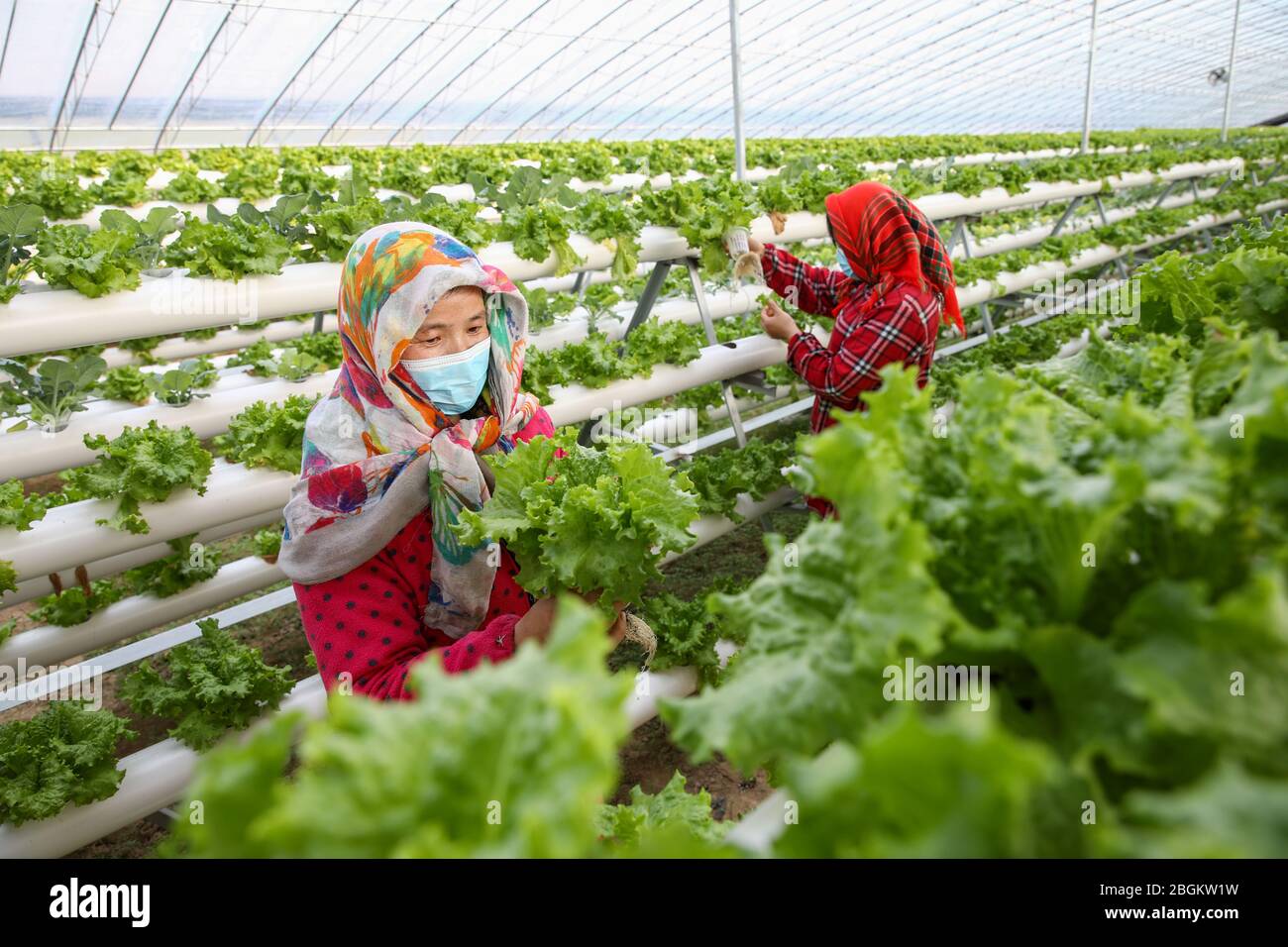 Les gens vérifient les légumes plantés dans une serre de culture sans soillure dans la ville de Lianyungang, province du Jiangsu en Chine orientale, 18 mars 2020. Banque D'Images