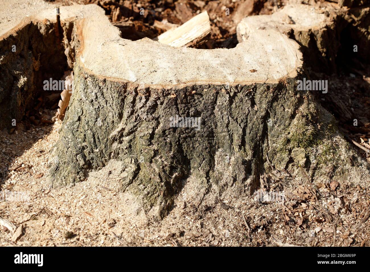 Tronc d'arbre taillé, branches sciées, Allemagne, Europe Banque D'Images