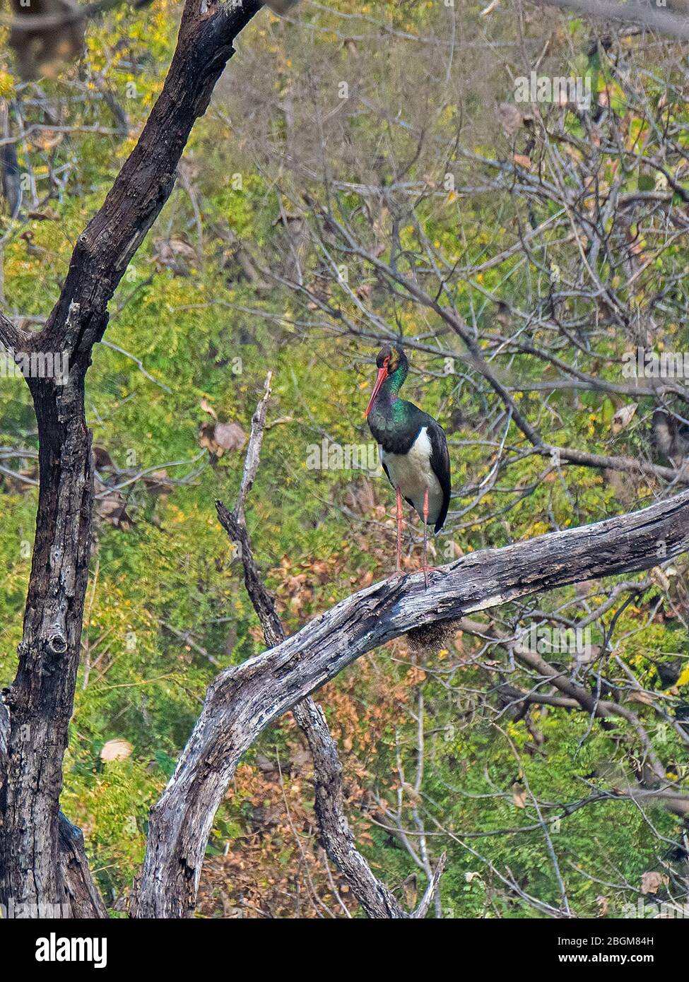 Cigogne noire dans le parc national de Pench, Madhya Pradesh, Inde Banque D'Images