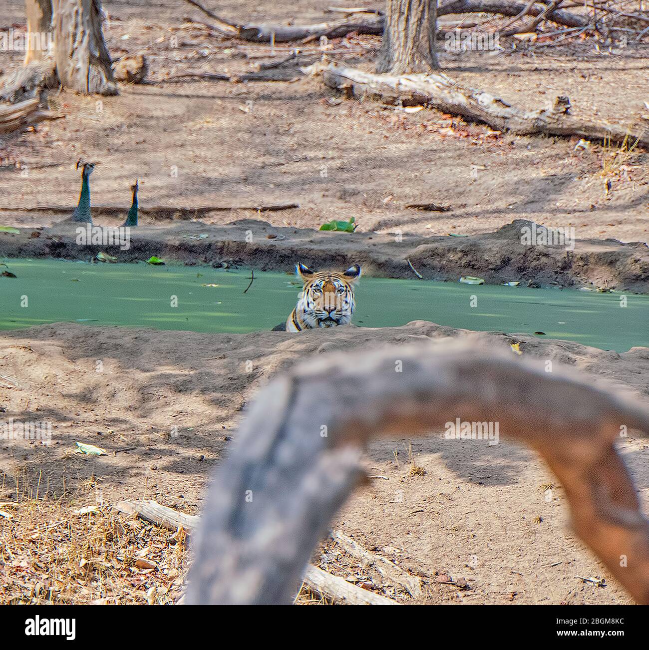 Un tigre reposant dans l'eau avec deux paons en arrière-plan au parc national de Pench, Madhya Pradesh, Inde Banque D'Images