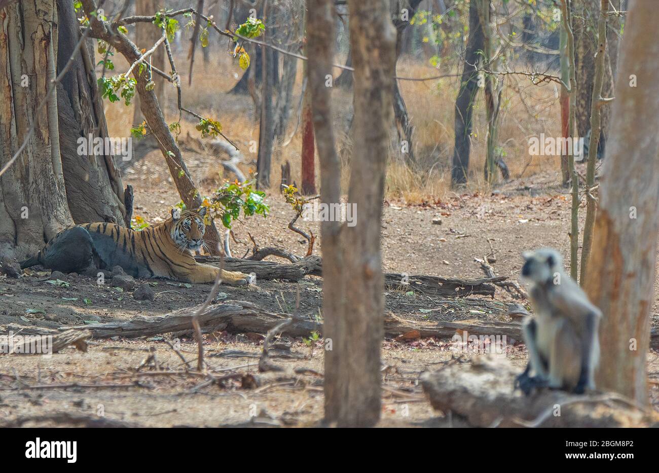 Tigre regardant Langur au parc national de Pench, Madhya Pradesh, Inde Banque D'Images