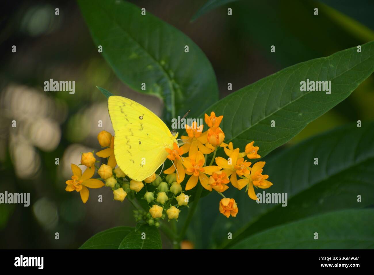 jaune pâle ou papillon colias hyale femelle alimentant le nectar sur des fleurs orange avec fond bokeh flou Banque D'Images