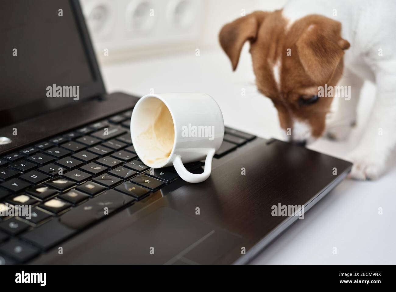 Café renversé par un chien sur le clavier de l'ordinateur portable. Dommages matériels de l'animal de compagnie Banque D'Images Café renversé par un chien sur le clavier de l'ordinateur portable. Dommages matériels de l'animal de compagnie Banque D'Images