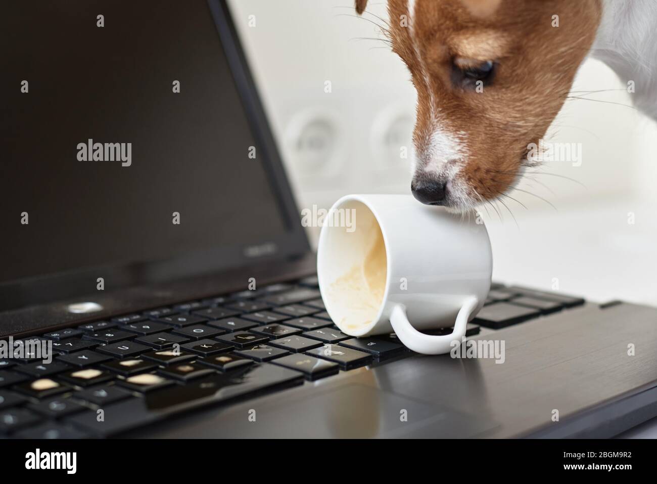 Café renversé par un chien sur le clavier de l'ordinateur portable. Dommages matériels de l'animal de compagnie Banque D'Images Café renversé par un chien sur le clavier de l'ordinateur portable. Dommages matériels de l'animal de compagnie Banque D'Images