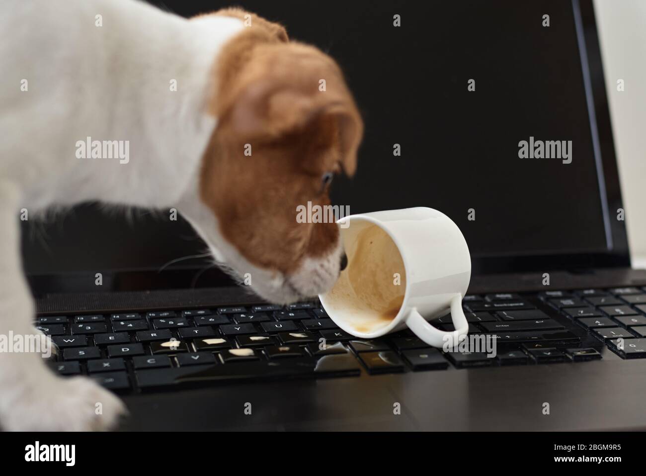 Café renversé par un chien sur le clavier de l'ordinateur portable. Dommages matériels de l'animal de compagnie Banque D'Images Café renversé par un chien sur le clavier de l'ordinateur portable. Dommages matériels de l'animal de compagnie Banque D'Images