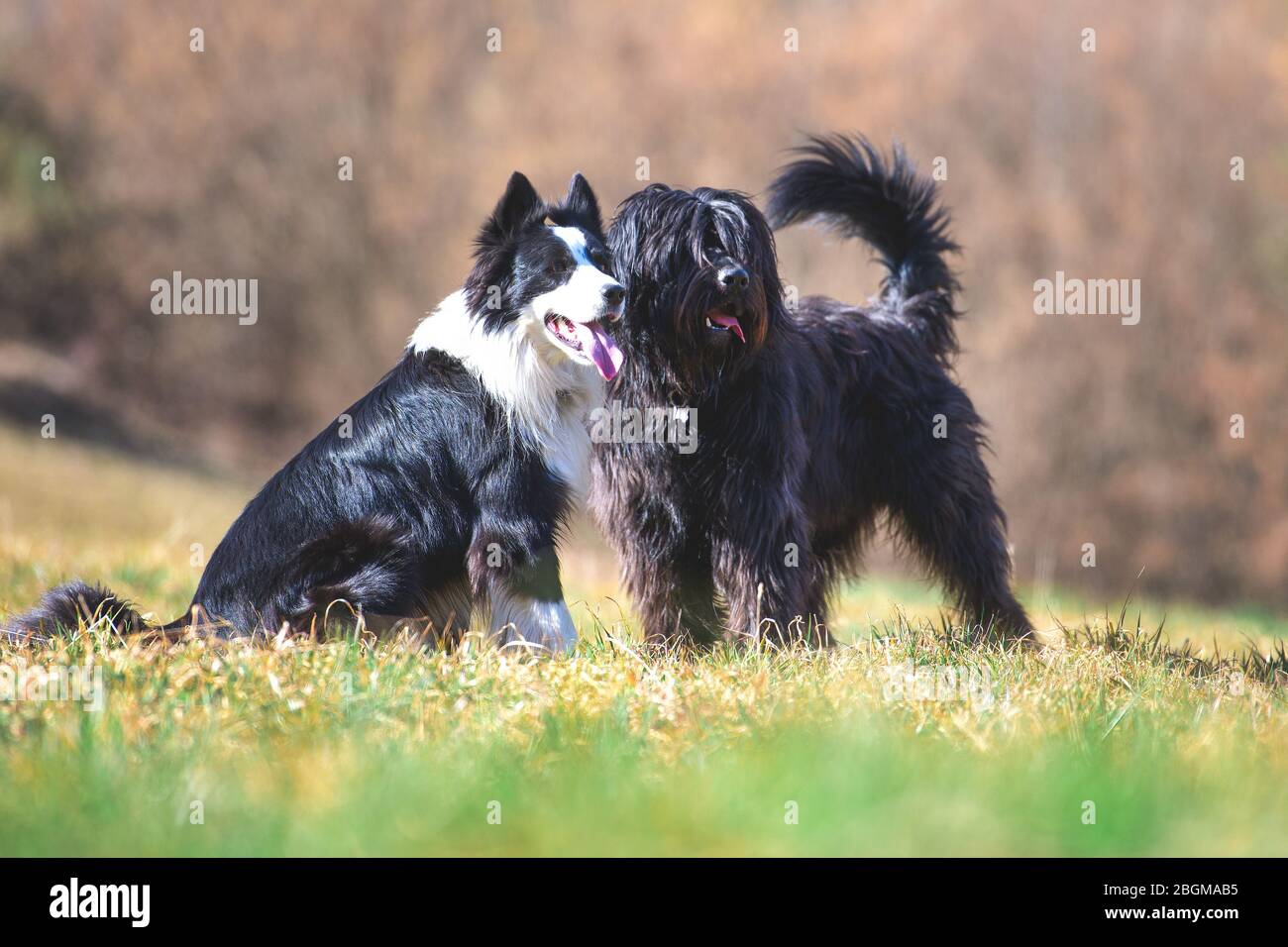 Deux chiens sympathiques contrôlent les vaches de pâturage Banque D'Images