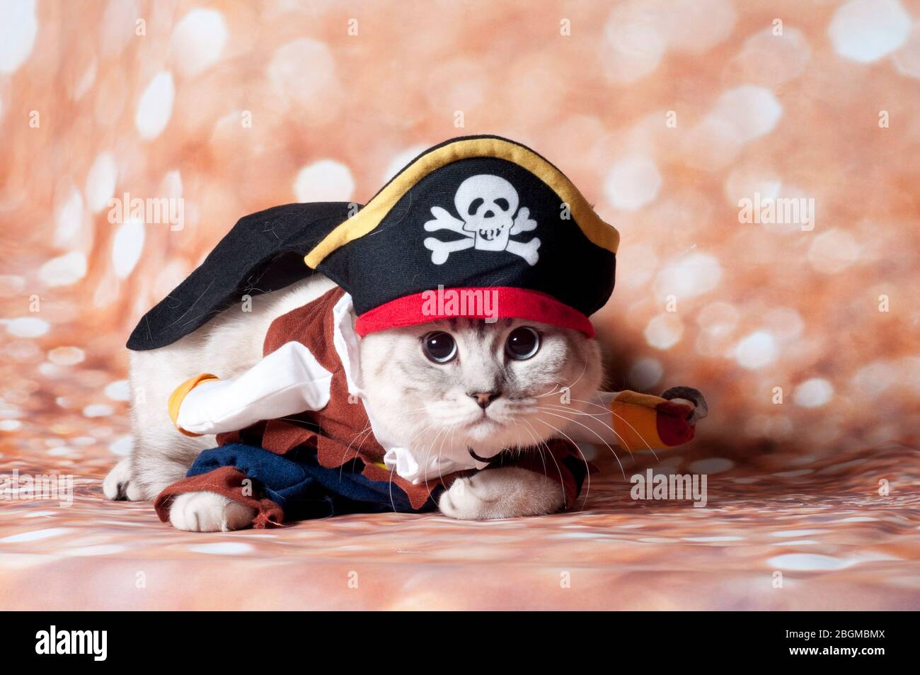 Pirate Cat Banque D Image Et Photos Alamy Pirate Cat Banque D Image Et Photos Alamy