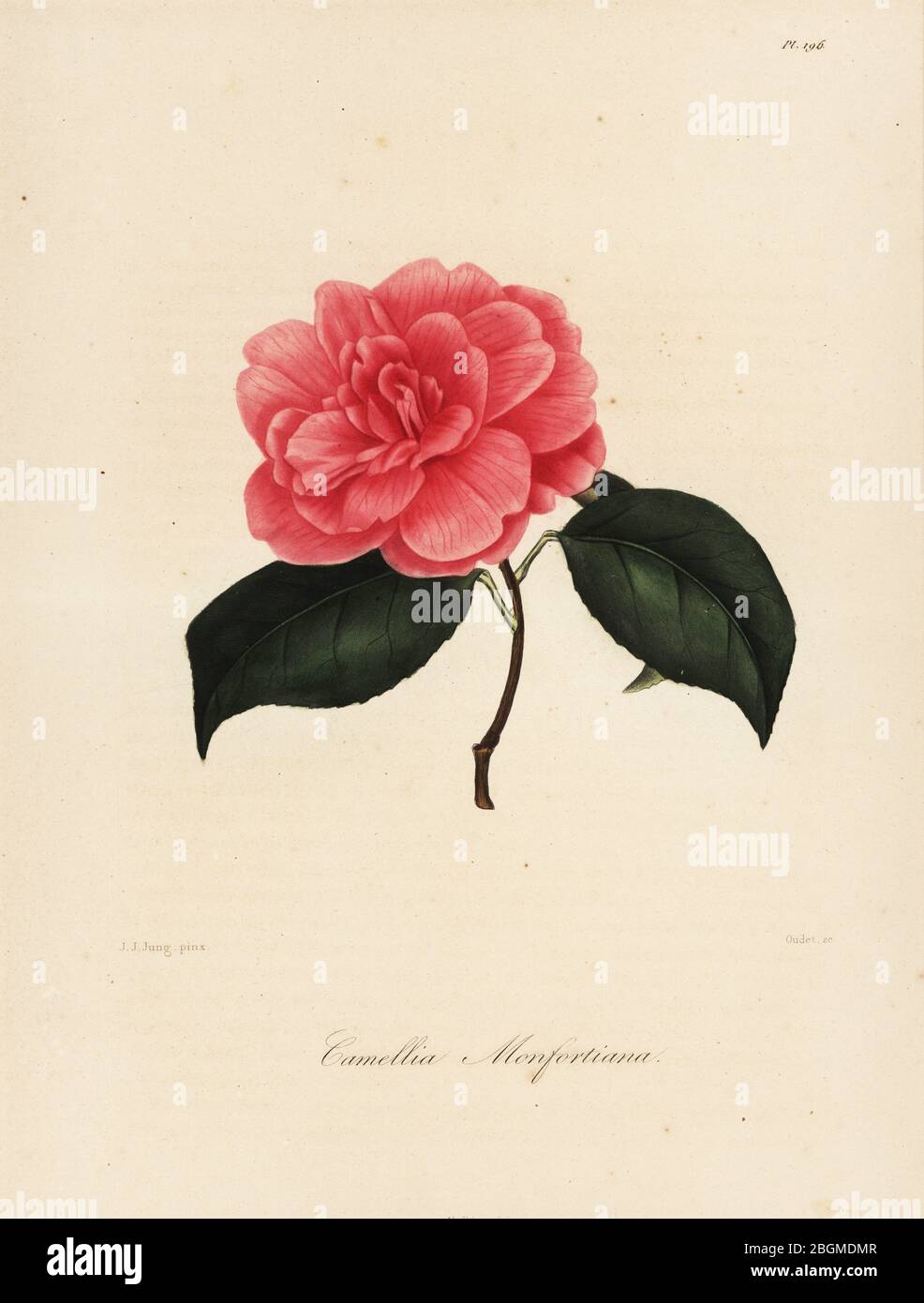 Variété de Camellia japonica, Camellia monfortiana. Gravure en copperplate aux couleurs à la main par Oudet après une illustration botanique de Johann Jakob Jung de l'Iconographie du Genre Camellia de Lorenzo Berlese, ou description et figures des camélias les plus beaux et les plus rares, Paris, 1841. Banque D'Images
