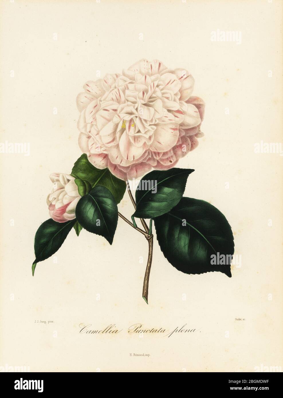 Variété Camellia japonica, Camellia punctata plena. Gravure en copperplate aux couleurs à la main par Oudet après une illustration botanique de Johann Jakob Jung de l'Iconographie du Genre Camellia de Lorenzo Berlese, ou description et figures des camélias les plus beaux et les plus rares, Paris, 1841. Banque D'Images