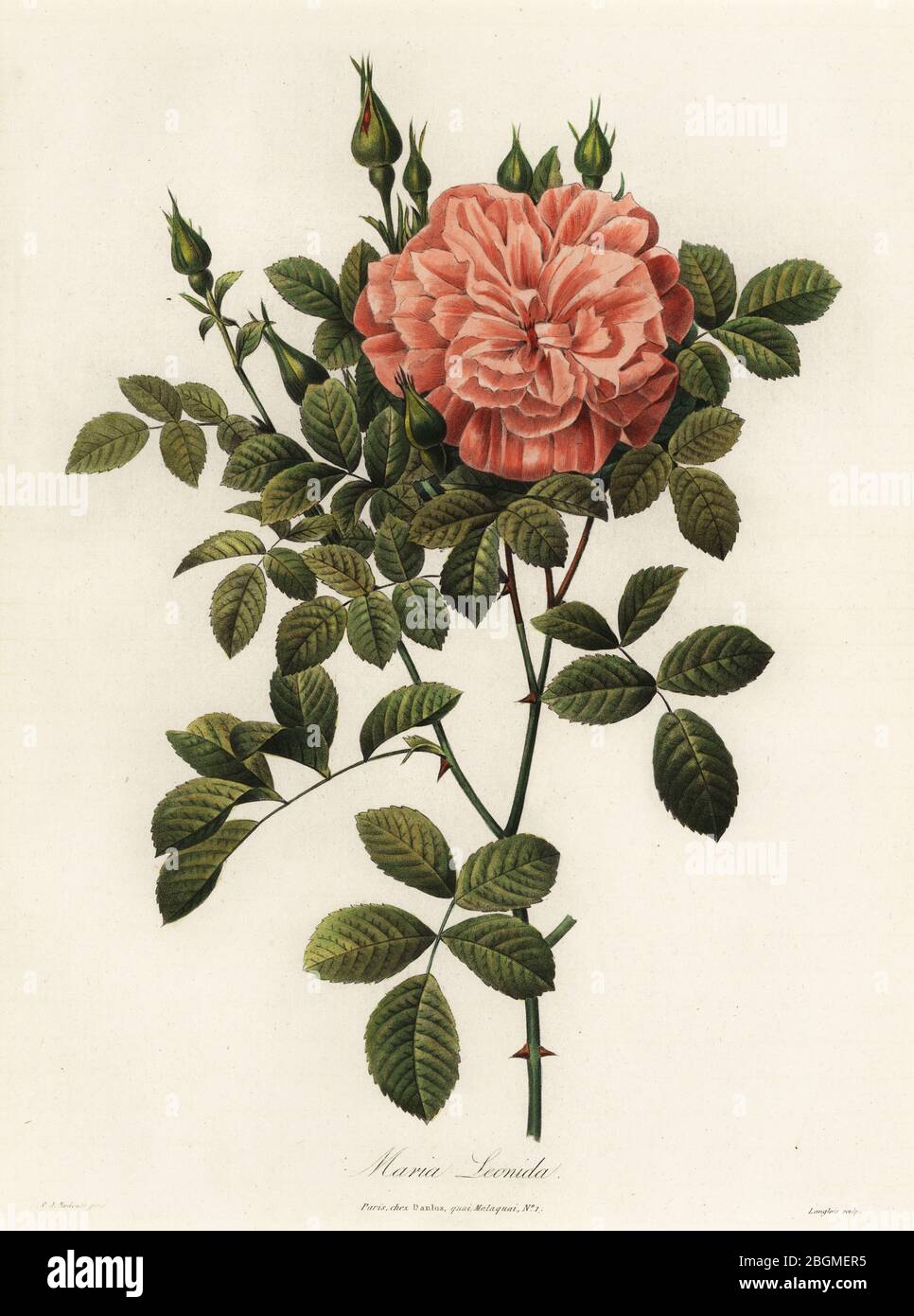Maria Leonida, rose hybride, variété Rosa bracteata. Gravure de pillules de couleur à la main par Langlois après une illustration botanique de Pierre Joseph Redoute du Bouquet Royal, oeuvre Posthume de P.J. Redoute décède un S.M. la Reine des Français, Danlos, Paris, 1843. Banque D'Images