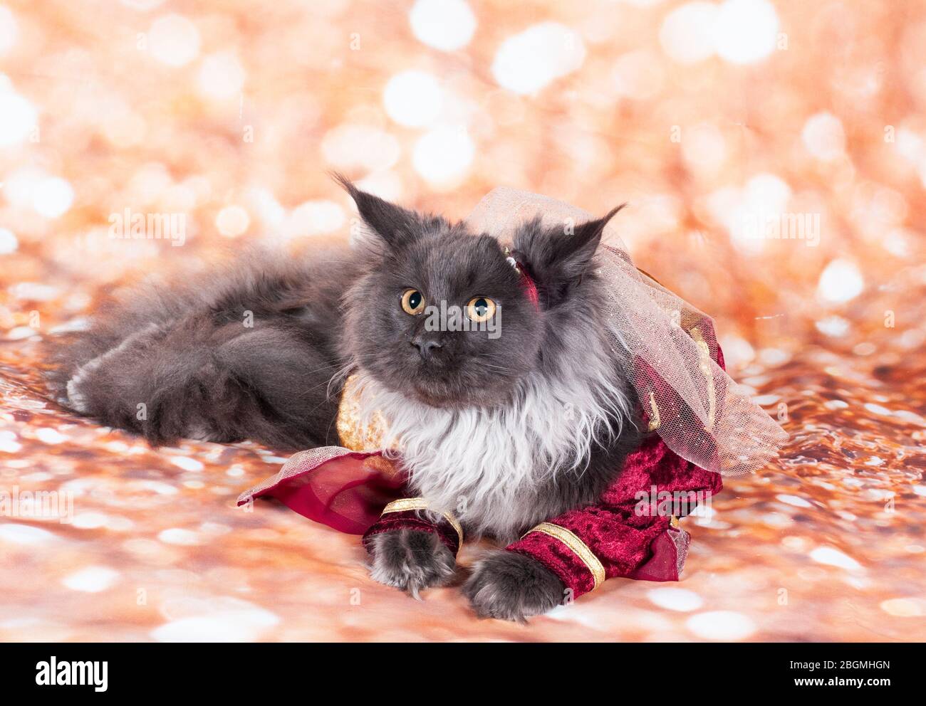 un chat princesse dans le fond d'or et robe rouge dans le corps Banque D'Images