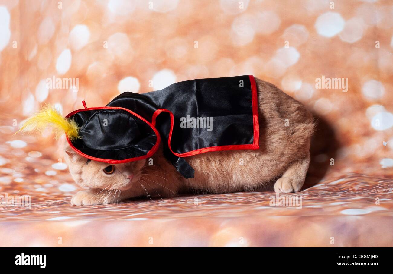 zorro masqué chat dans l'arrière-plan et chapeau d'or Banque D'Images