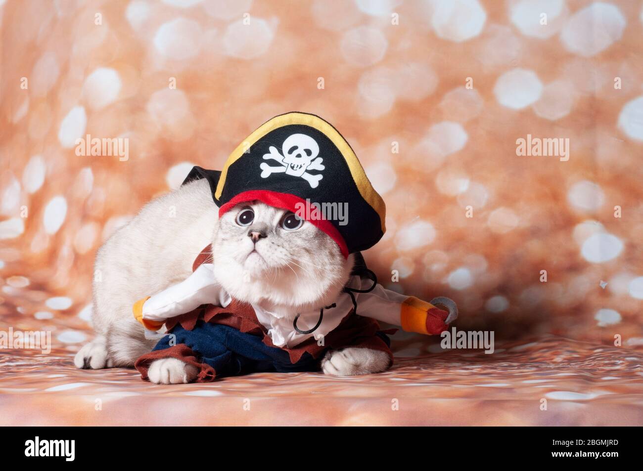 Pirate Cat Banque D Image Et Photos Alamy Pirate Cat Banque D Image Et Photos Alamy