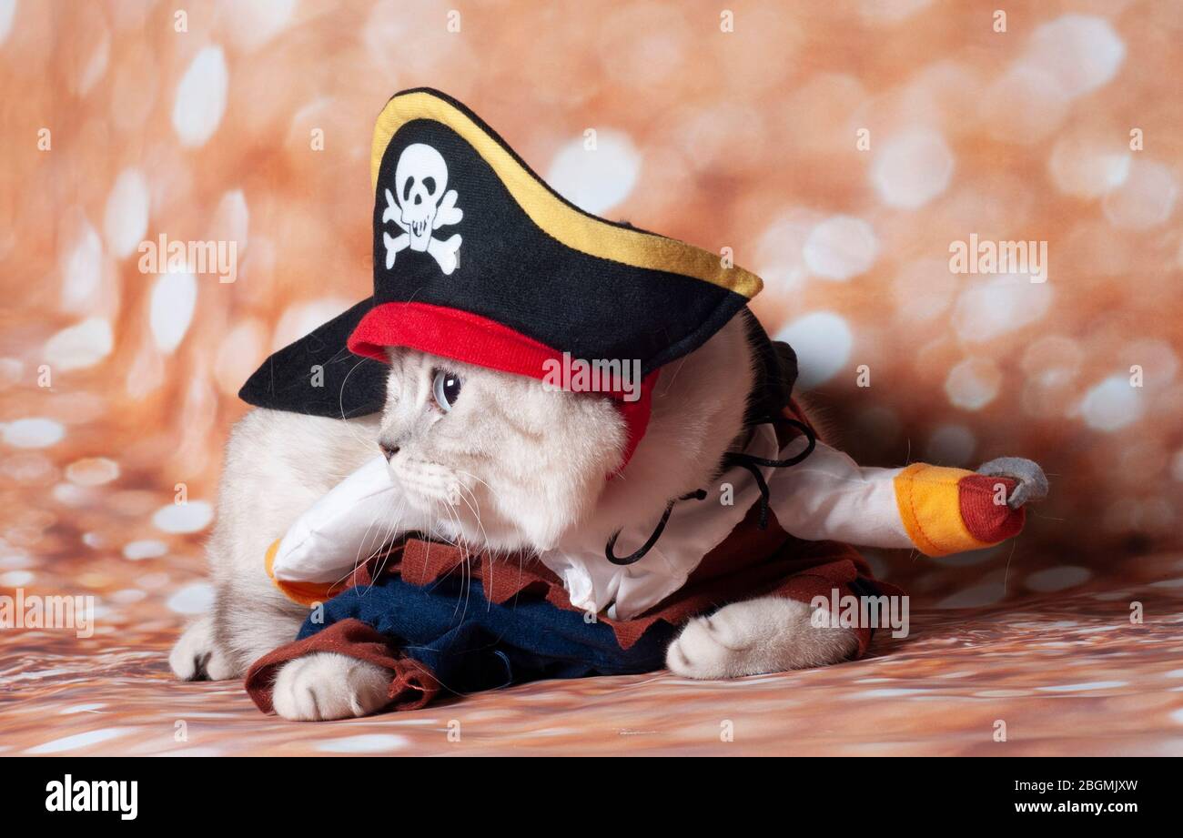 un pirate de chat de charogne dans le fond or et chapeau Banque D'Images