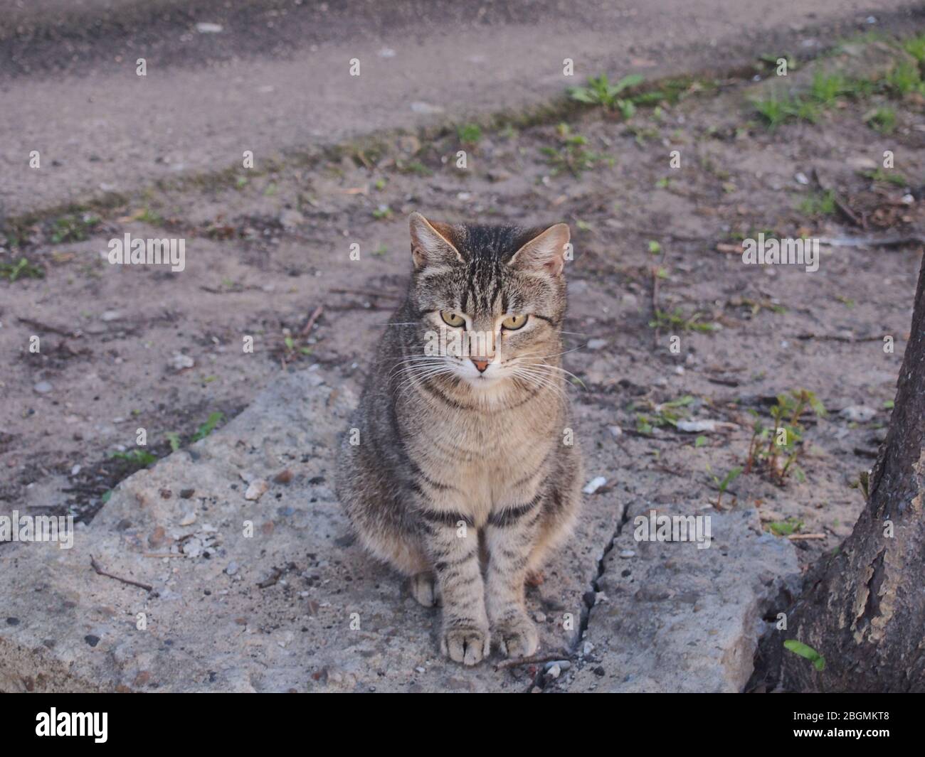 Un chat tabby gris est assis sur le sol. Gros plan. Banque D'Images
