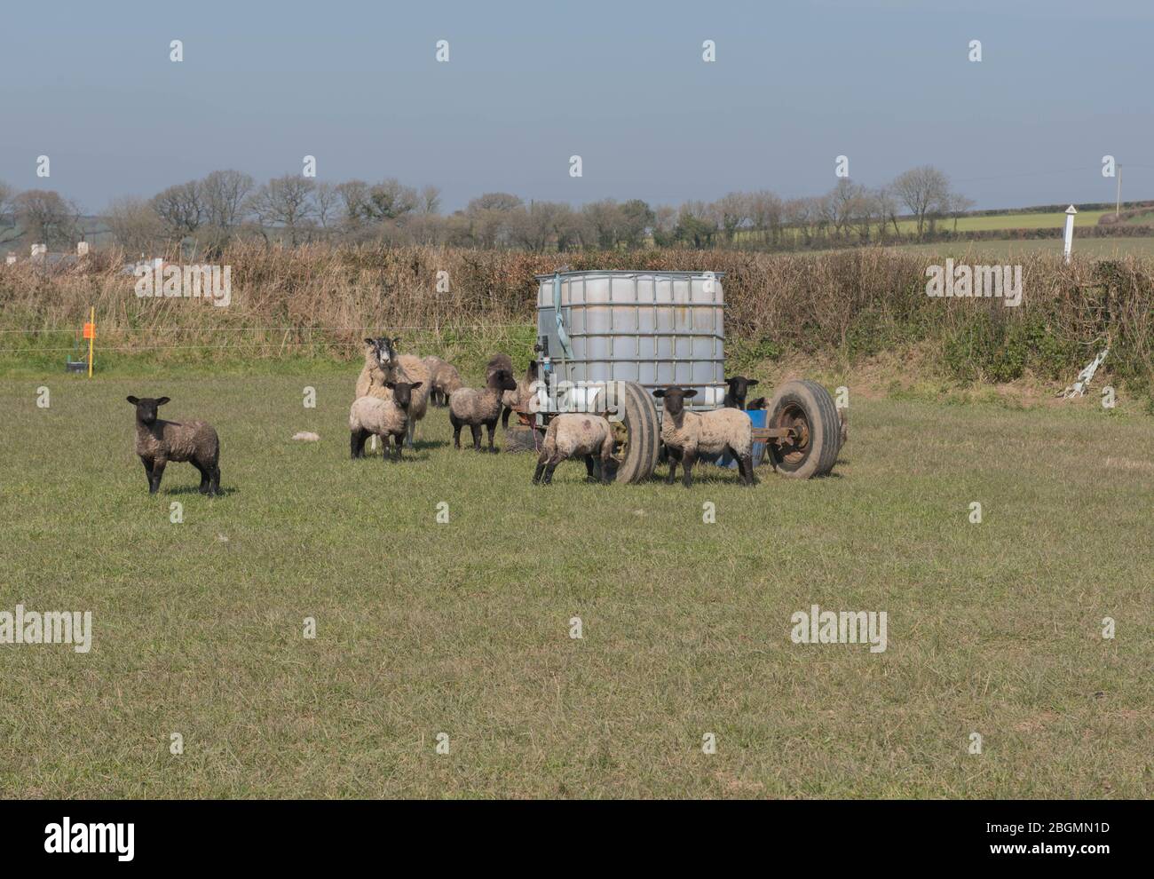 Troupeau de jeunes Lambs de printemps et de moutons pacage par un réservoir d'eau mobile dans un champ dans le Devon rural, Angleterre, Royaume-Uni Banque D'Images