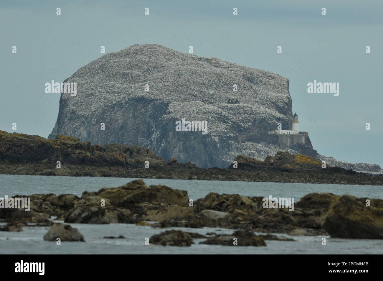 Bass rock Ecosse est Lothian Banque D'Images