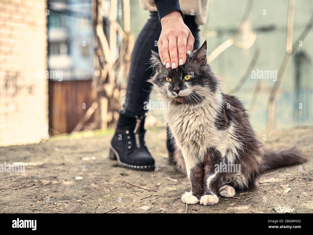 Un Chat Mignon Sans Abri Aime Quand Une Fille L Avc Concept De Protection Des Animaux Sans Abri Un Chat Amoureux A Pois Aime L Affection J Adore Les Animaux De Compagnie Abandonnes S Photo Stock