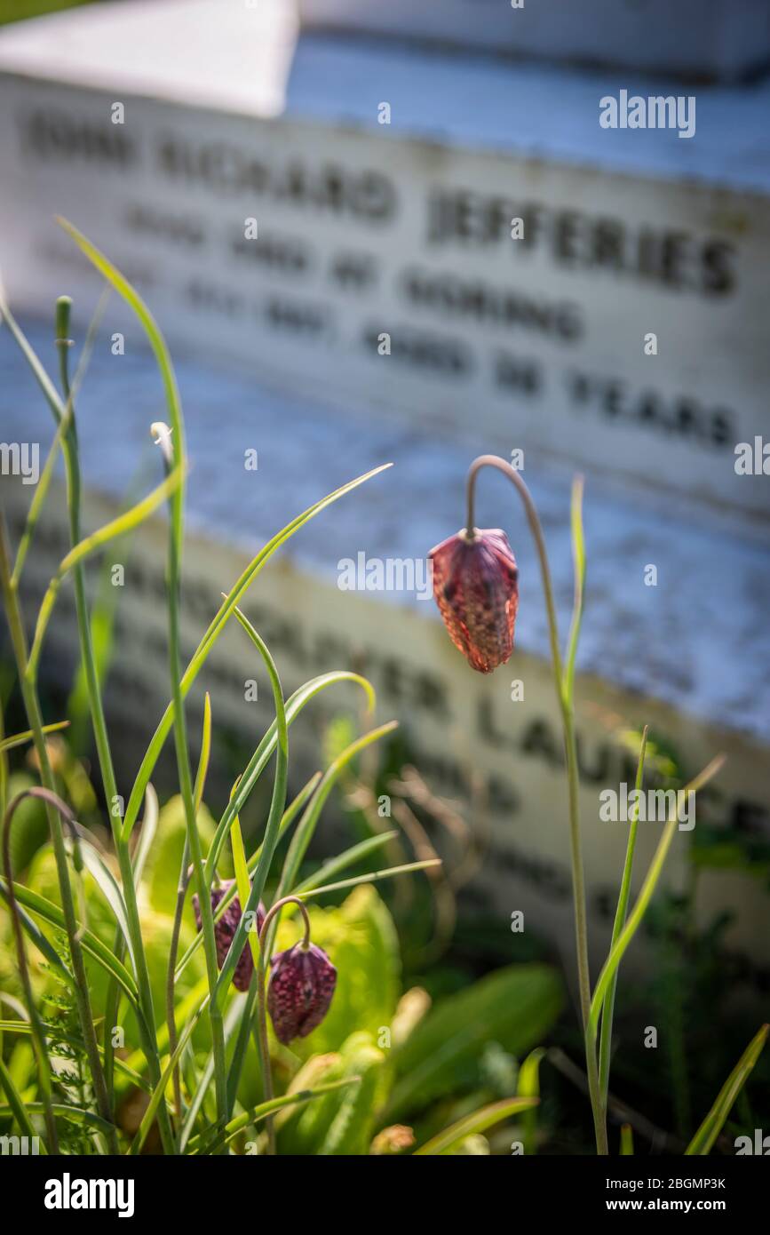 La tombe du romancier victorien et naturaliste Richard Jefferies au cimetière Broadwater, Worthing, West Sussex, Royaume-Uni Banque D'Images