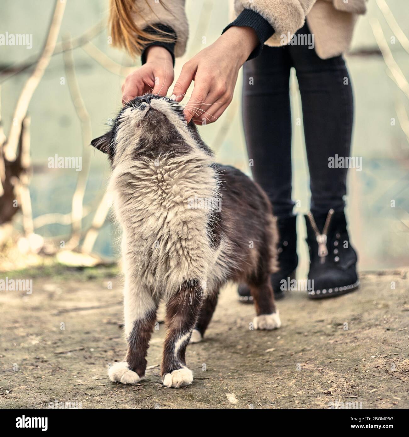 Un Chat Mignon Sans Abri Aime Quand Une Fille L Avc Concept De Protection Des Animaux Sans Abri Un Chat Amoureux A Pois Aime L Affection J Adore Les Animaux De Compagnie Abandonnes S Photo Stock