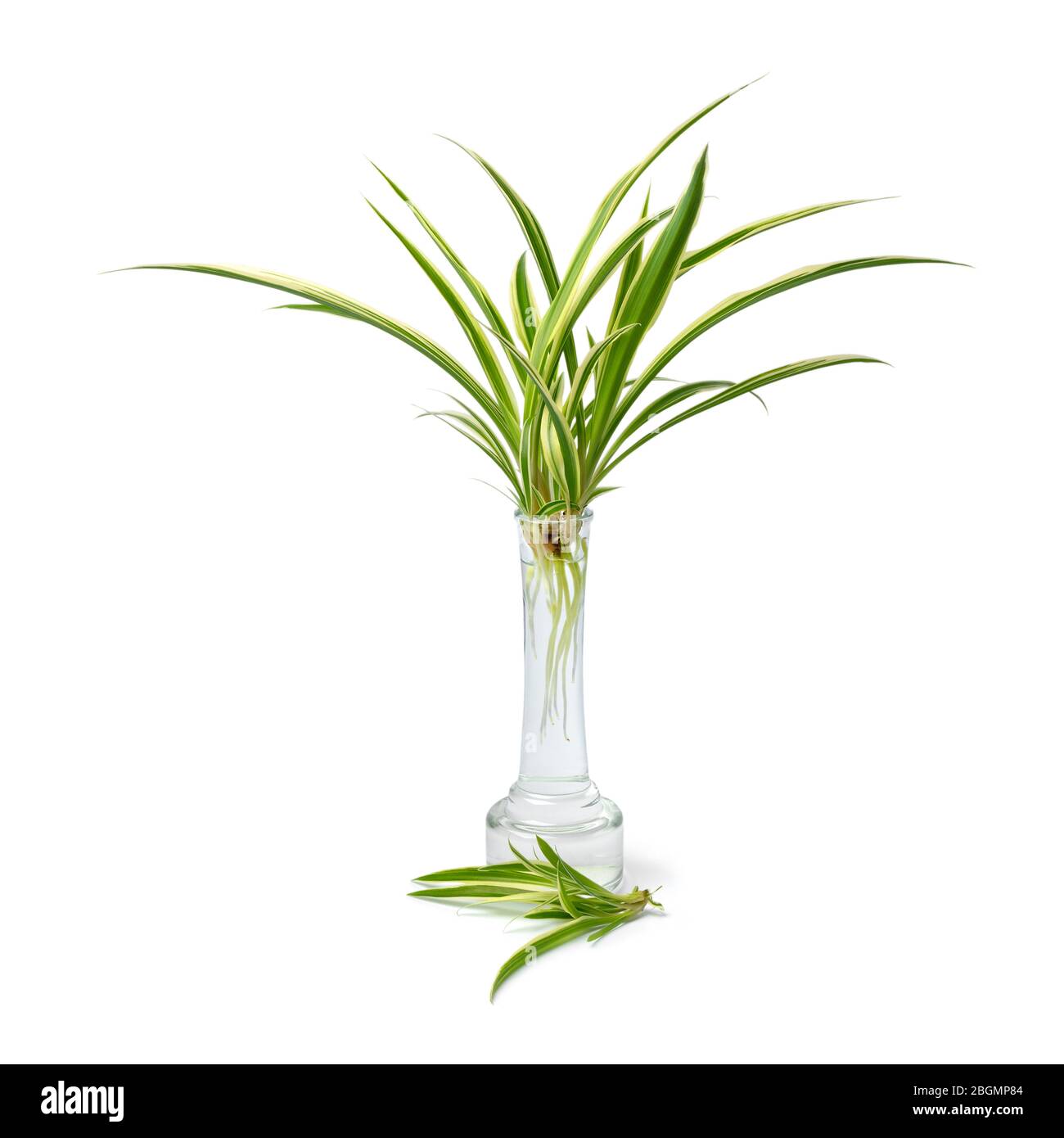 Comosum chlorophytum, plante d'araignée, racines de croissance dans un vase en verre isolé sur fond blanc Banque D'Images