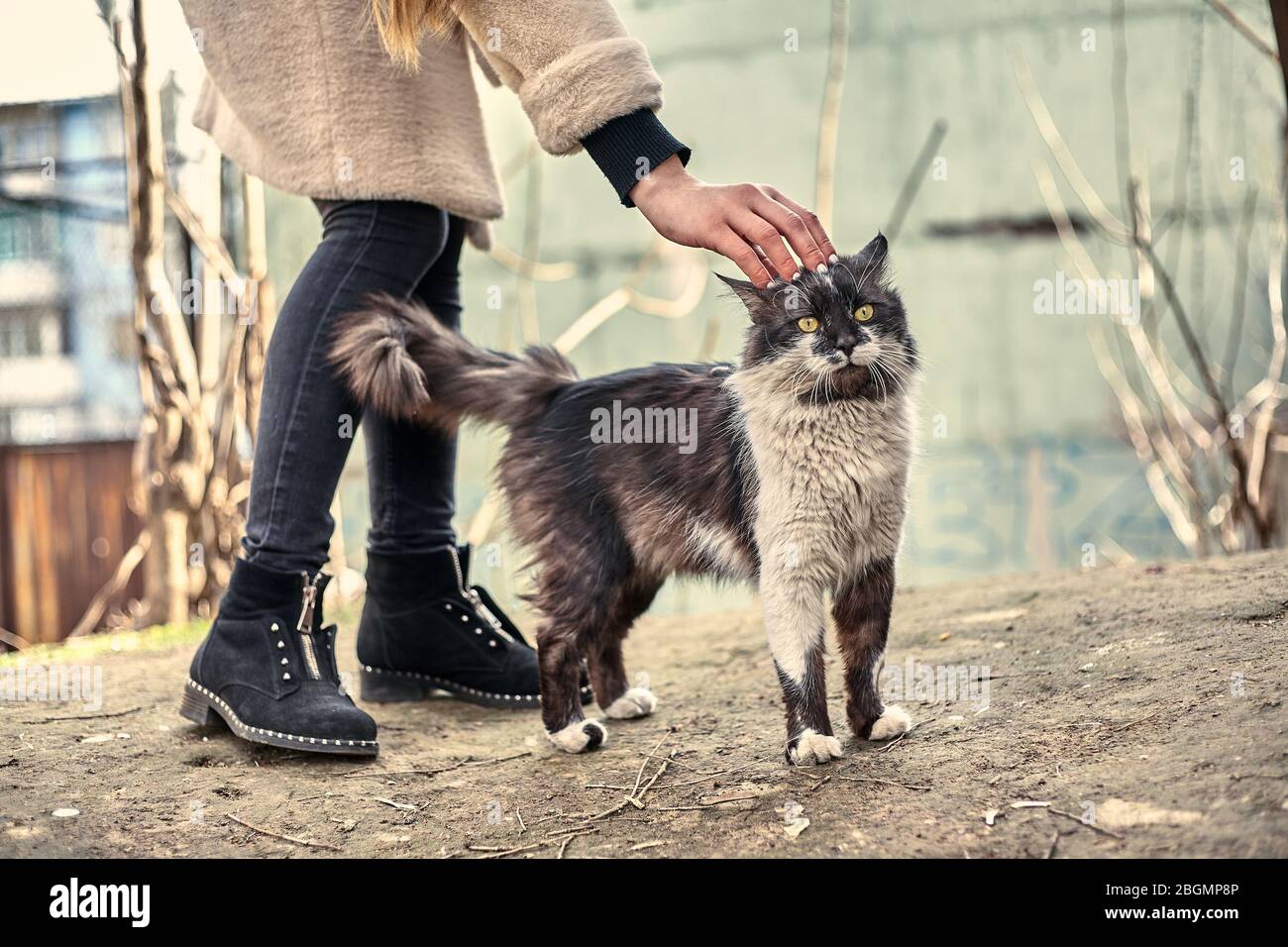 Un Chat Mignon Sans Abri Aime Quand Une Fille L Avc Concept De Protection Des Animaux Sans Abri Un Chat Amoureux A Pois Aime L Affection J Adore Les Animaux De Compagnie Abandonnes S Photo Stock