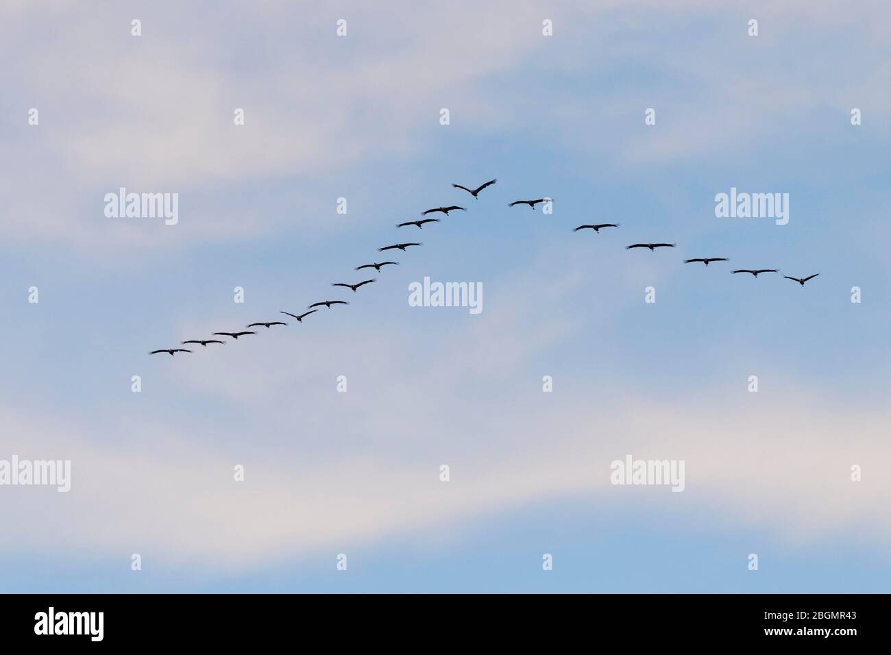Grues communes (Grus griss), troupeau d'oiseaux volant en formation, Kinnbackenhagen/Bisdorf, Mecklembourg-Poméranie-Occidentale, Allemagne Banque D'Images