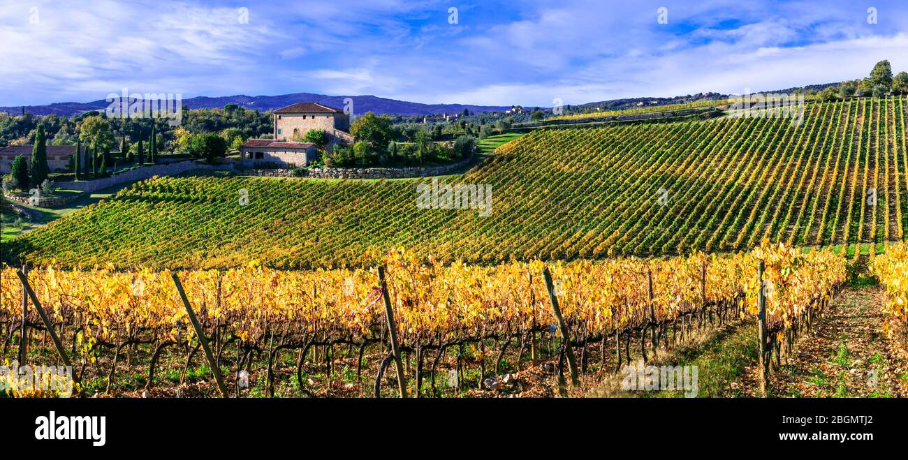 Vignobles dorés. Beaux champs de raisin en couleurs d'automne. Paysages de Toscane. Italie. Banque D'Images