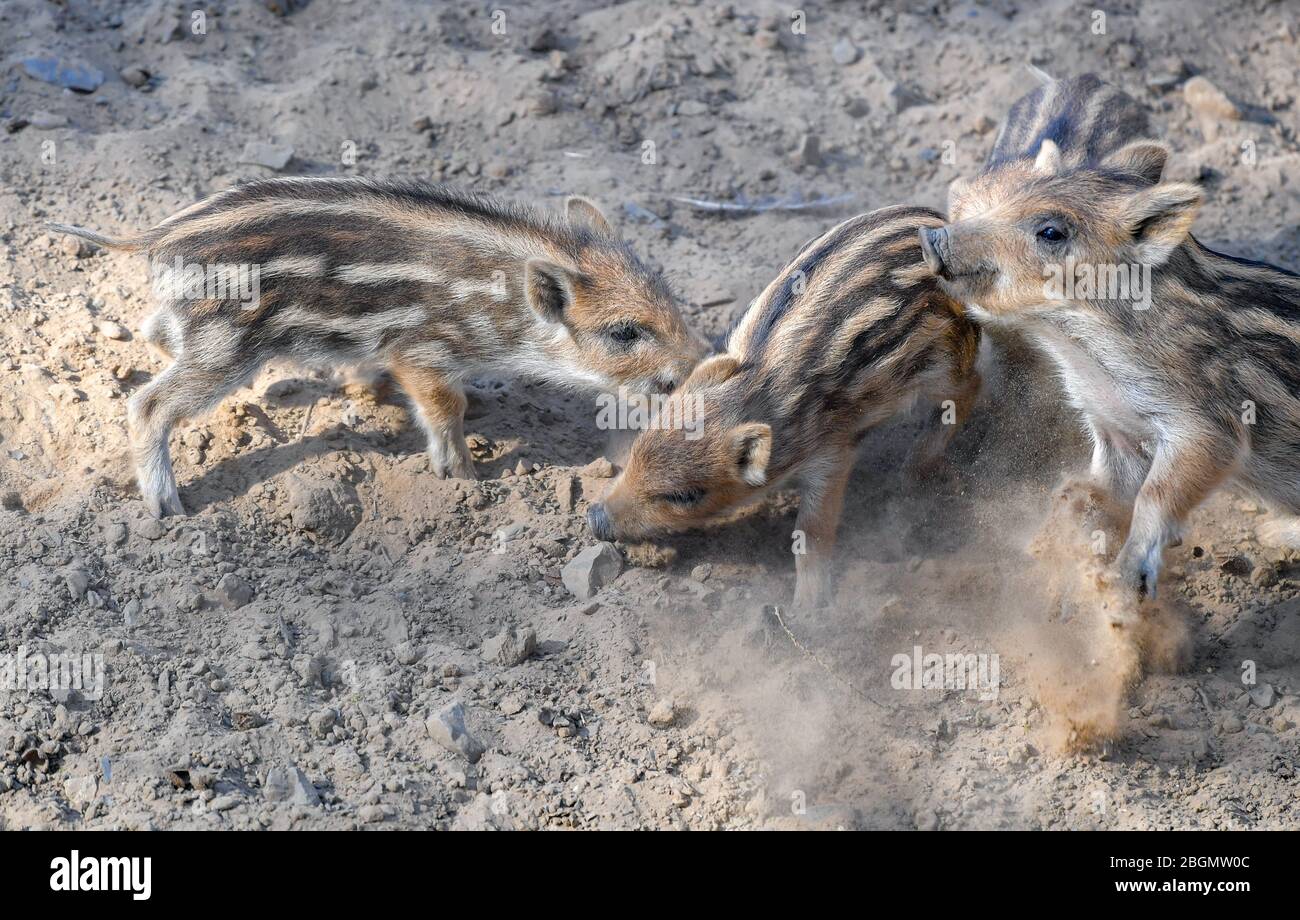 Eberswalde, Allemagne. 22 avril 2020. Les rookies sangliers dans leur enceinte. De plus petits commerces et parcs animaux sont ouverts à nouveau dans le Brandebourg. Les magasins de 800 mètres carrés de zone de vente, aussi dans les centres commerciaux, ainsi que les concessionnaires de voitures, de vélos et de livres sont parmi eux. Les musées et les bibliothèques publiques peuvent également s'ouvrir, mais certains commencent plus tard. Crédit: Patrick Pleul/dpa-Zentralbild/ZB/dpa/Alay Live News Banque D'Images