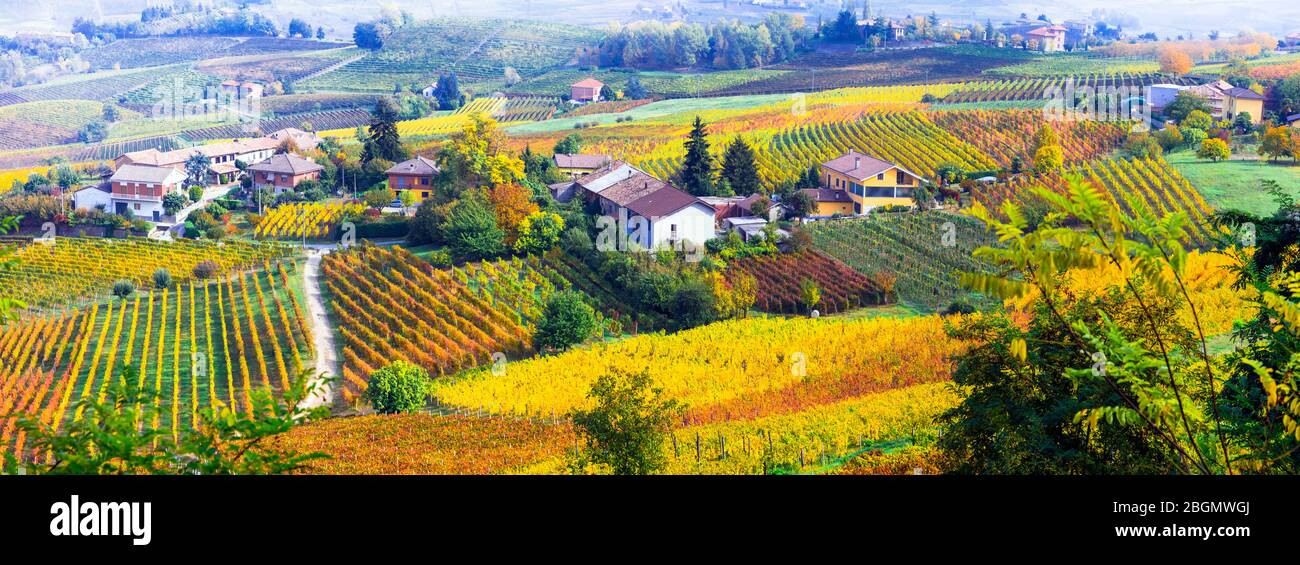 Paysage d'automne incroyable et belles vineyrds du Piémont - célèbre région viticole de l'Italie. Banque D'Images