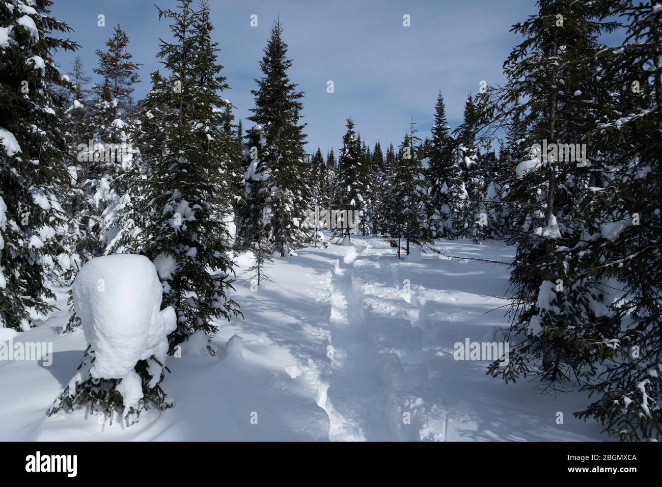 Sentier dans la grande neige dans la forêt de pins. Canada, personne Banque D'Images