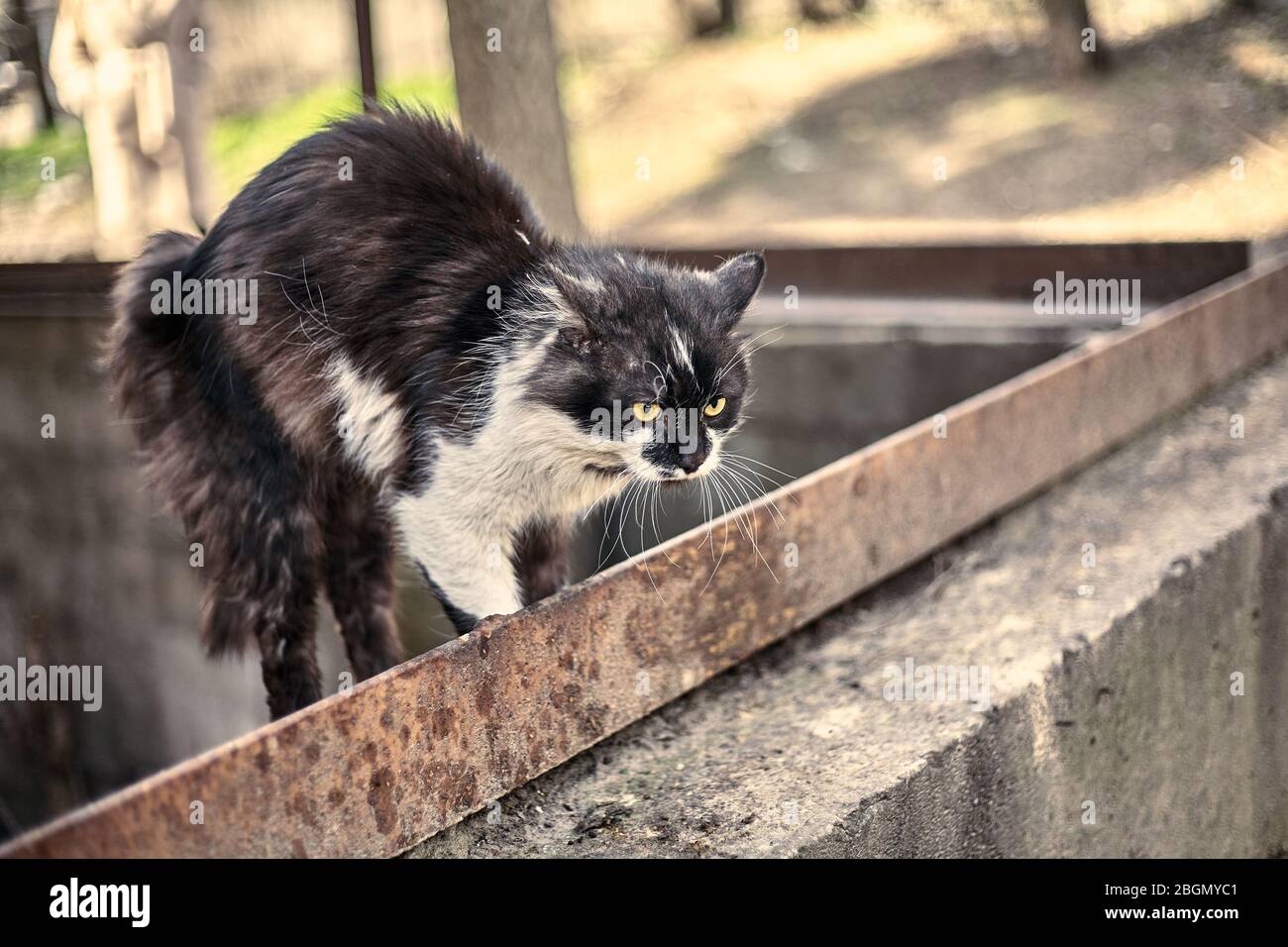 Le chat effrayé a écrasé le corps à la prête. Chat sale sans abri peur quand il vit un chien. Gros plan de chat à pois. Photo de stock. Banque D'Images