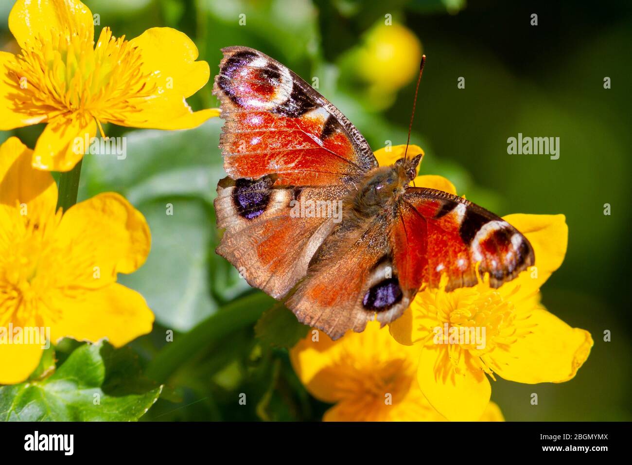 Météo britannique. Un papillon Peacock (Aglais io) fourre sous le soleil du matin aujourd'hui dans l'East Sussex, Royaume-Uni. Crédit : Ed Brown/Alamy Live News Banque D'Images