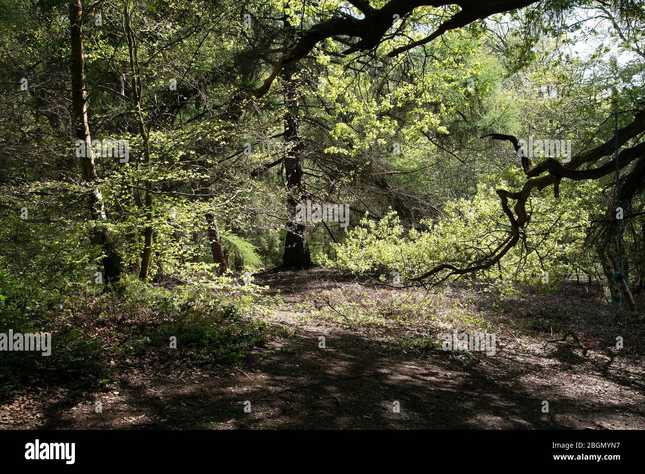 Bois de hêtre au printemps Banque D'Images