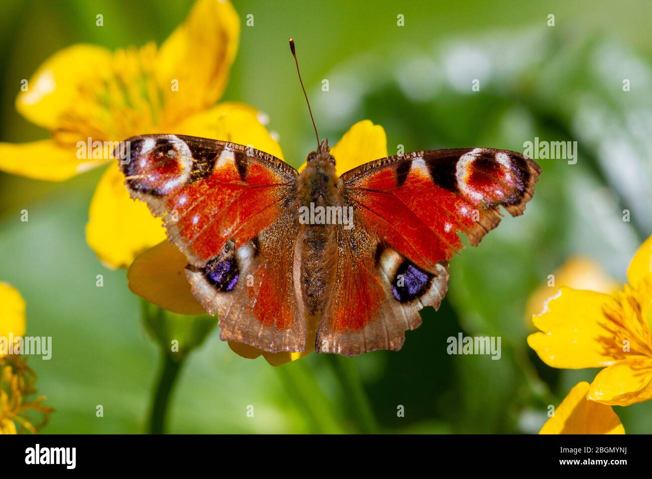 Météo britannique. Un papillon Peacock (Aglais io) fourre sous le soleil du matin aujourd'hui dans l'East Sussex, Royaume-Uni. Crédit : Ed Brown/Alamy Live News Banque D'Images