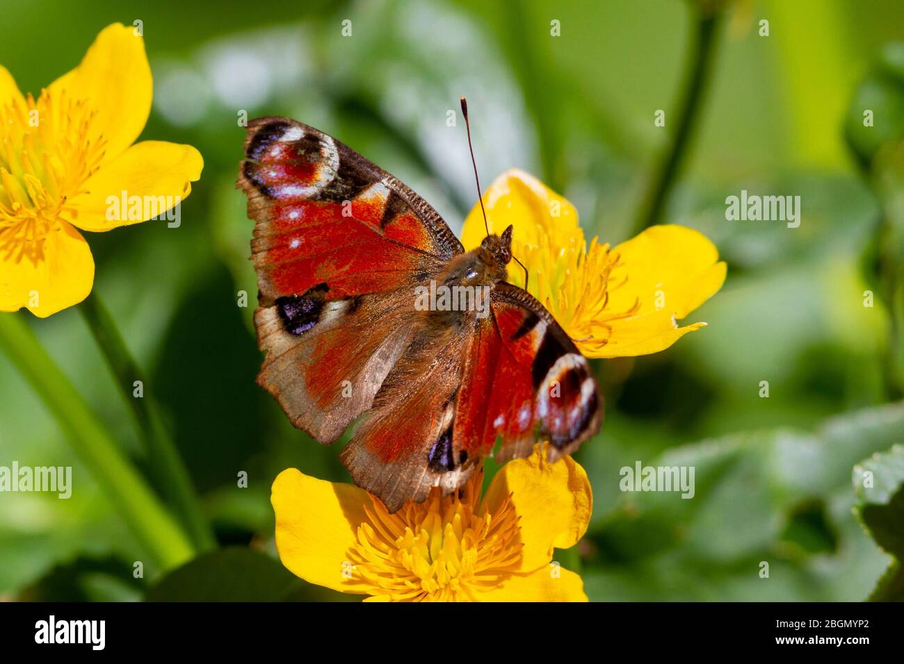 Météo britannique. Un papillon Peacock (Aglais io) fourre sous le soleil du matin aujourd'hui dans l'East Sussex, Royaume-Uni. Crédit : Ed Brown/Alamy Live News Banque D'Images