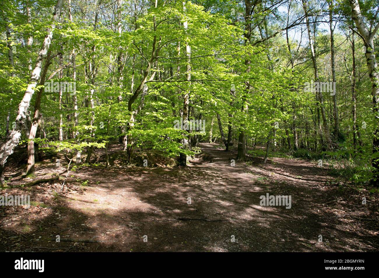 Bois de hêtre au printemps Banque D'Images