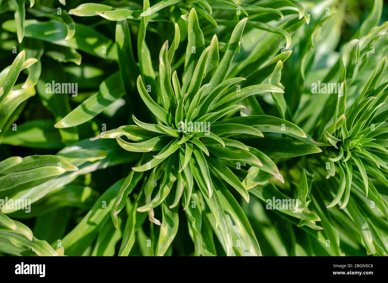 Lily lanceolate ou lilium vancifolium bringé . Feuilles vertes d'une brousse d'un tigre sans fleurs. Poutres apparentes sur feuilles vertes. Vue de dessus. Sél Banque D'Images