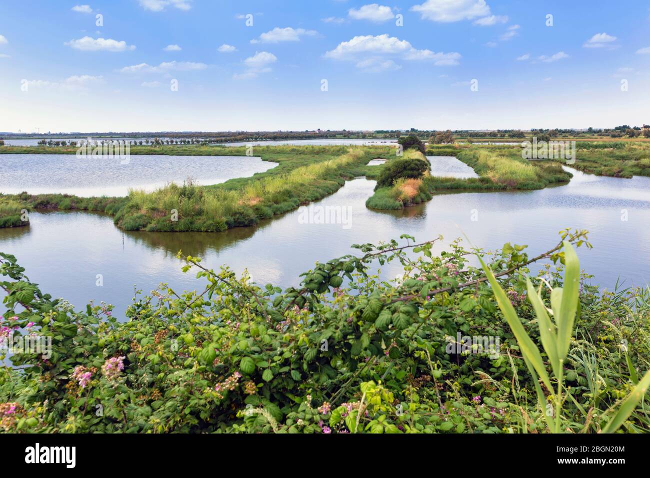 Le delta du po, province de Rovigo, Vénétie, Italie. Zones humides du Parco Regionale Veneto del Delta del po ou du Parc régional de Vénétie du Delta po. Banque D'Images