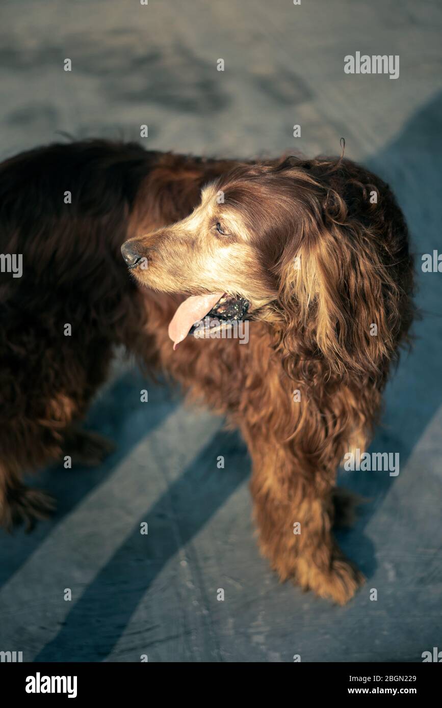 Chien Setter irlandais de couleur chocolat brun Banque D'Images