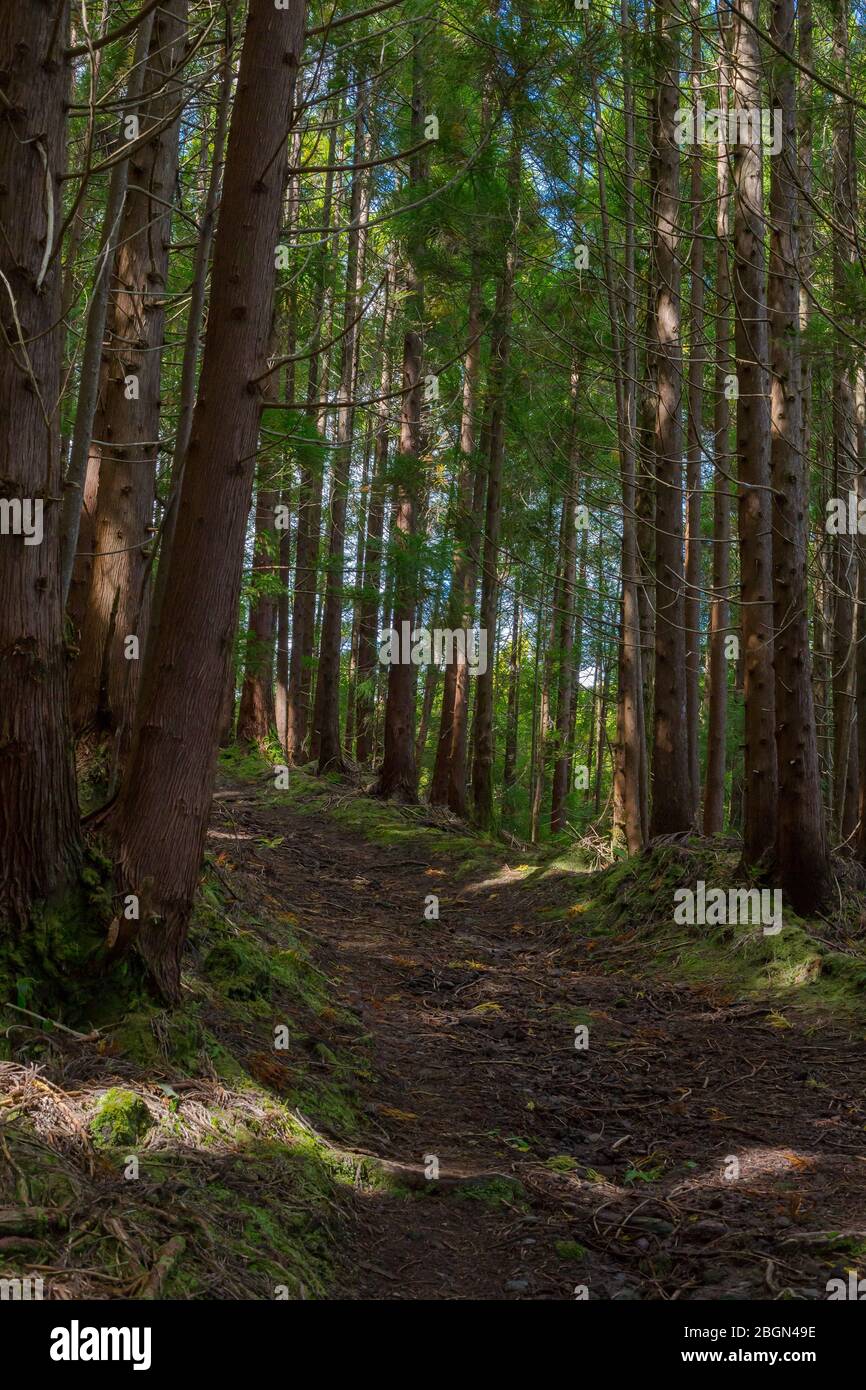 Sentier de randonnée de Gruta do natal dans la forêt de l'île de Terceira aux Açores. Banque D'Images