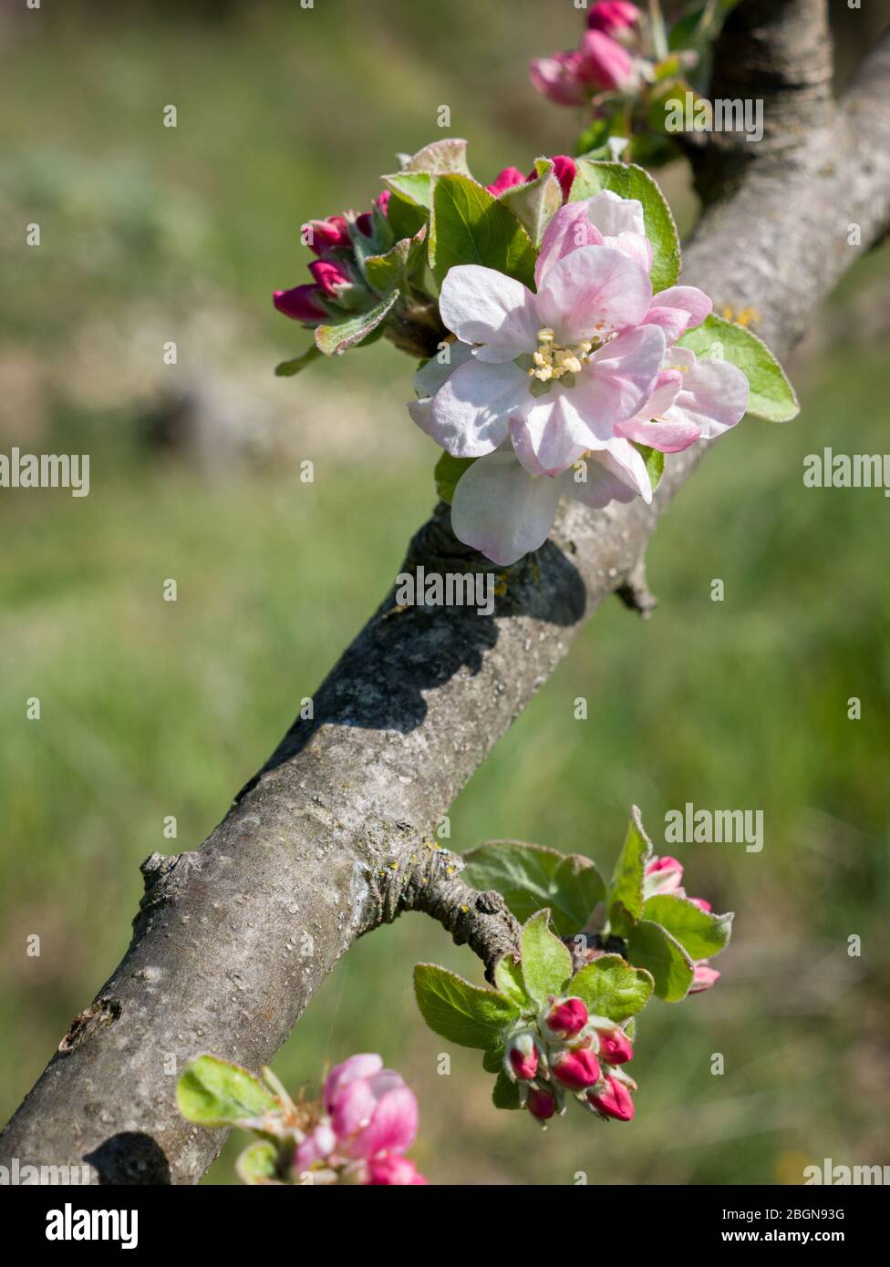 Branche florissante de pommier avec de grandes fleurs blanches et des bourgeons rouges. Banque D'Images