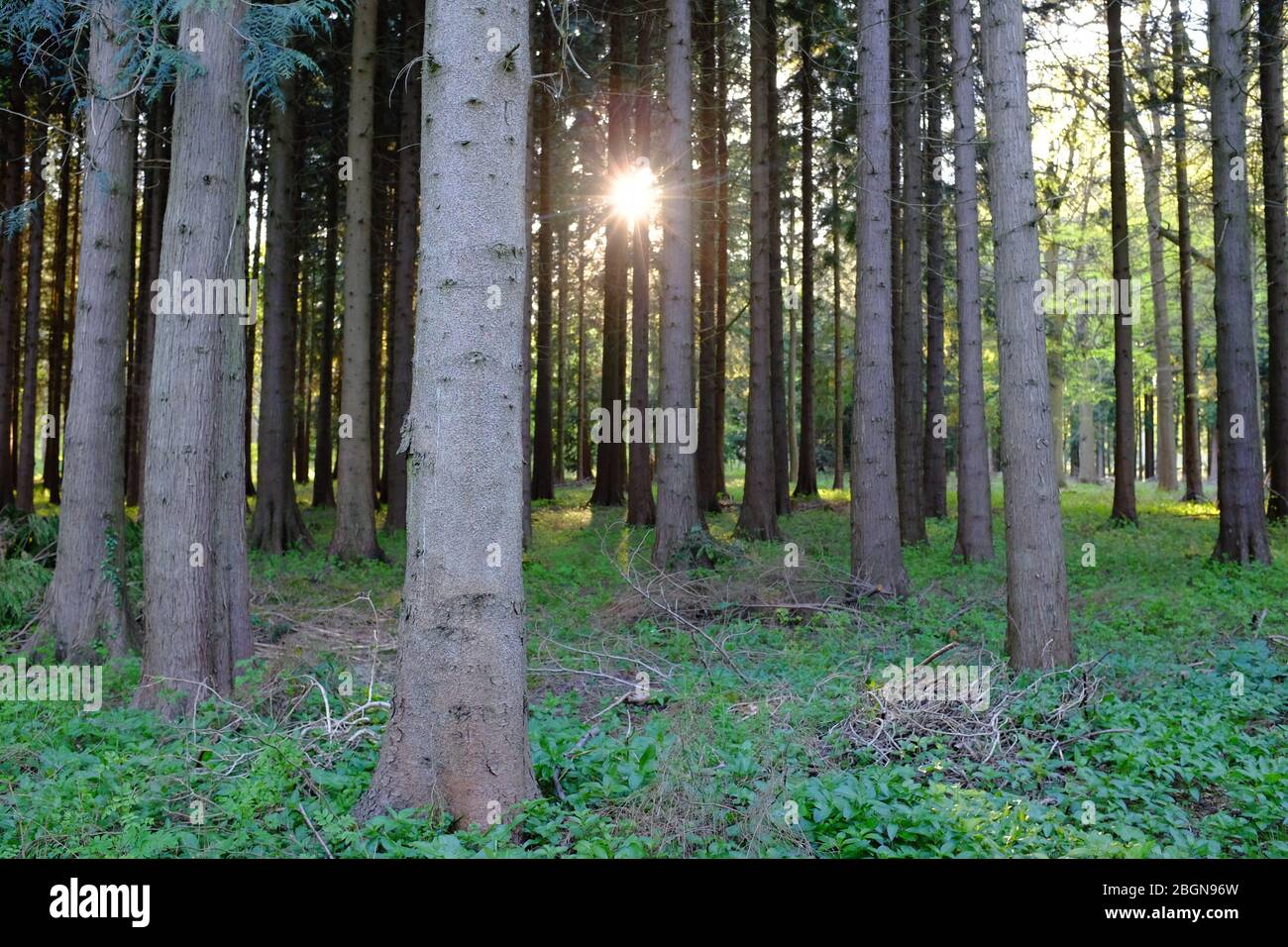 La lumière du soleil se filtre à travers les arbres ombragés dans les bois. Banque D'Images