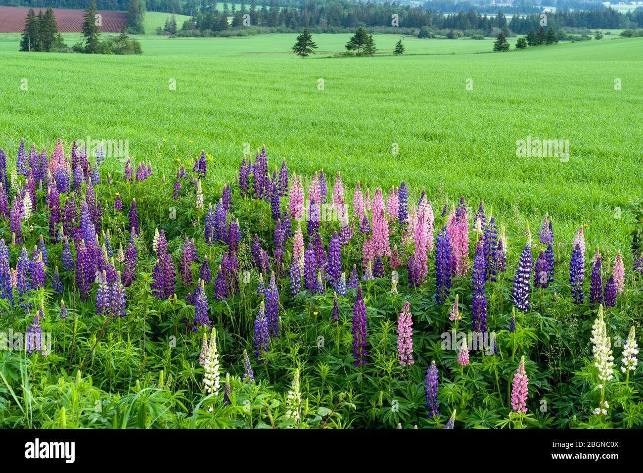 Lupins qui poussent le long de la route dans les régions rurales de l'Île-du-Prince-Édouard, Canada. Banque D'Images