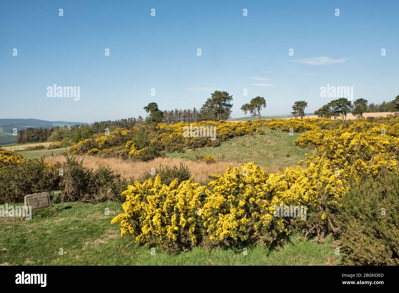 Gorse ou furze (ulex) en pleine floraison au printemps le long du sentier long-distance de l'Offa's Dyke, sur Hawthorn Hill près de Knighton, Powys, Pays de Galles, Royaume-Uni Banque D'Images