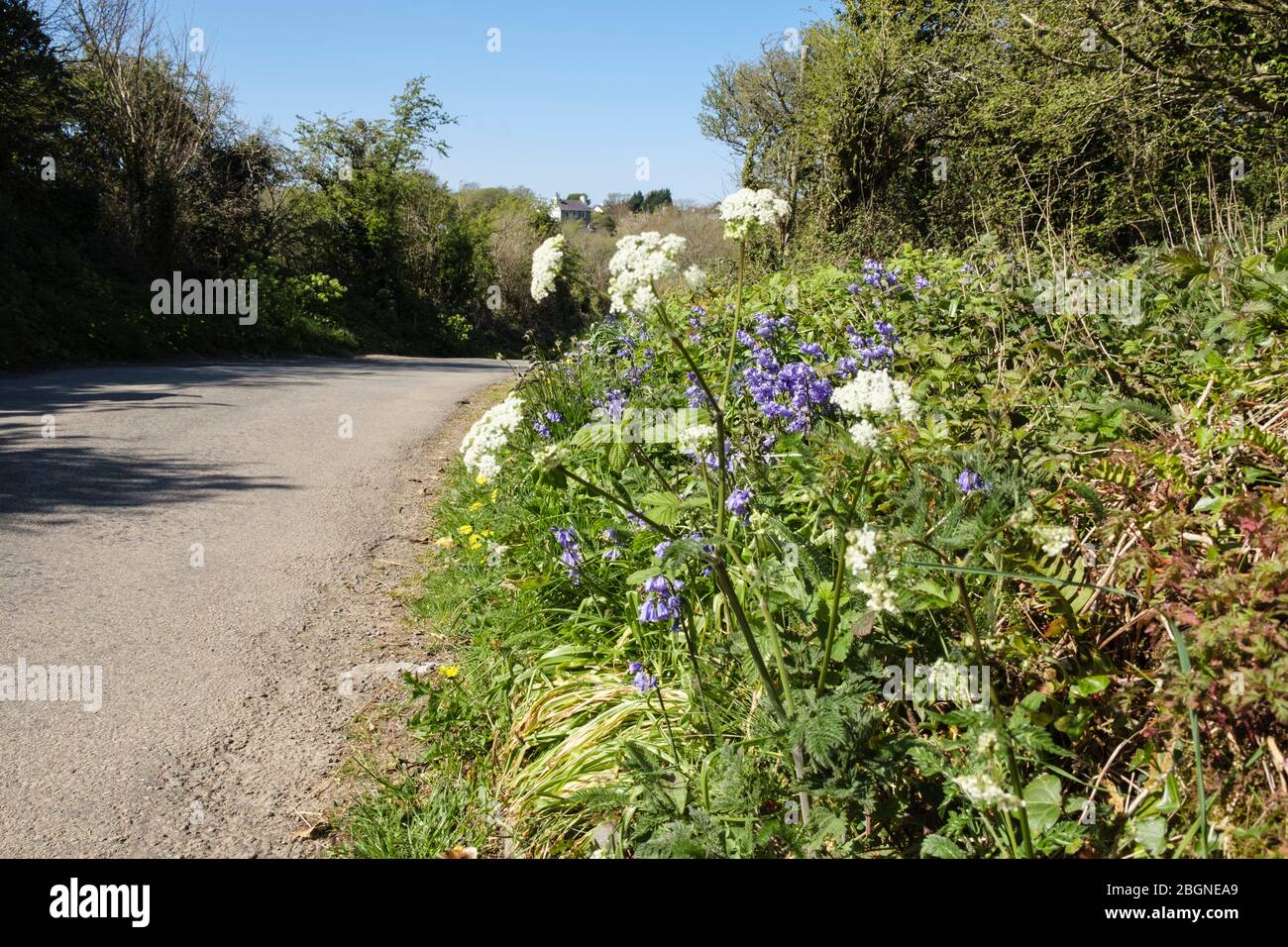 Route calme de campagne avec fleurs sauvages fleuries sur un verge d'herbe au printemps. Benllech, Île d'Anglesey, Pays de Galles du Nord, Royaume-Uni, Grande-Bretagne Banque D'Images
