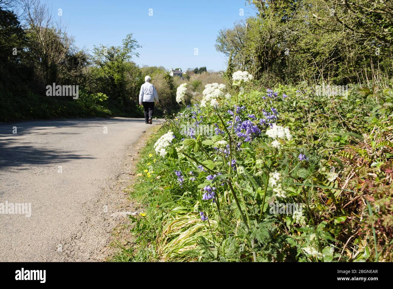 Couloir de campagne avec fleurs sauvages sur un verge d'herbe et une personne marchant sur une route calme au printemps. Benllech, Île d'Anglesey, Pays de Galles du Nord, Royaume-Uni, Grande-Bretagne Banque D'Images