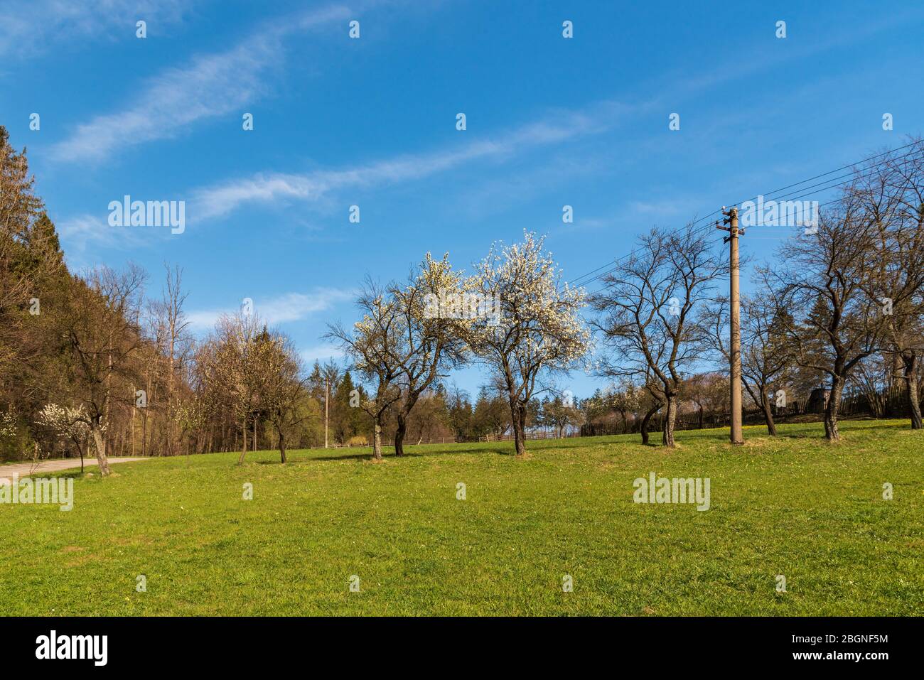Paysage rural au printemps avec prairie, arbres fleuris, route asphaltée étroite et ciel bleu au-dessus du village de Vendryne en république tchèque Banque D'Images