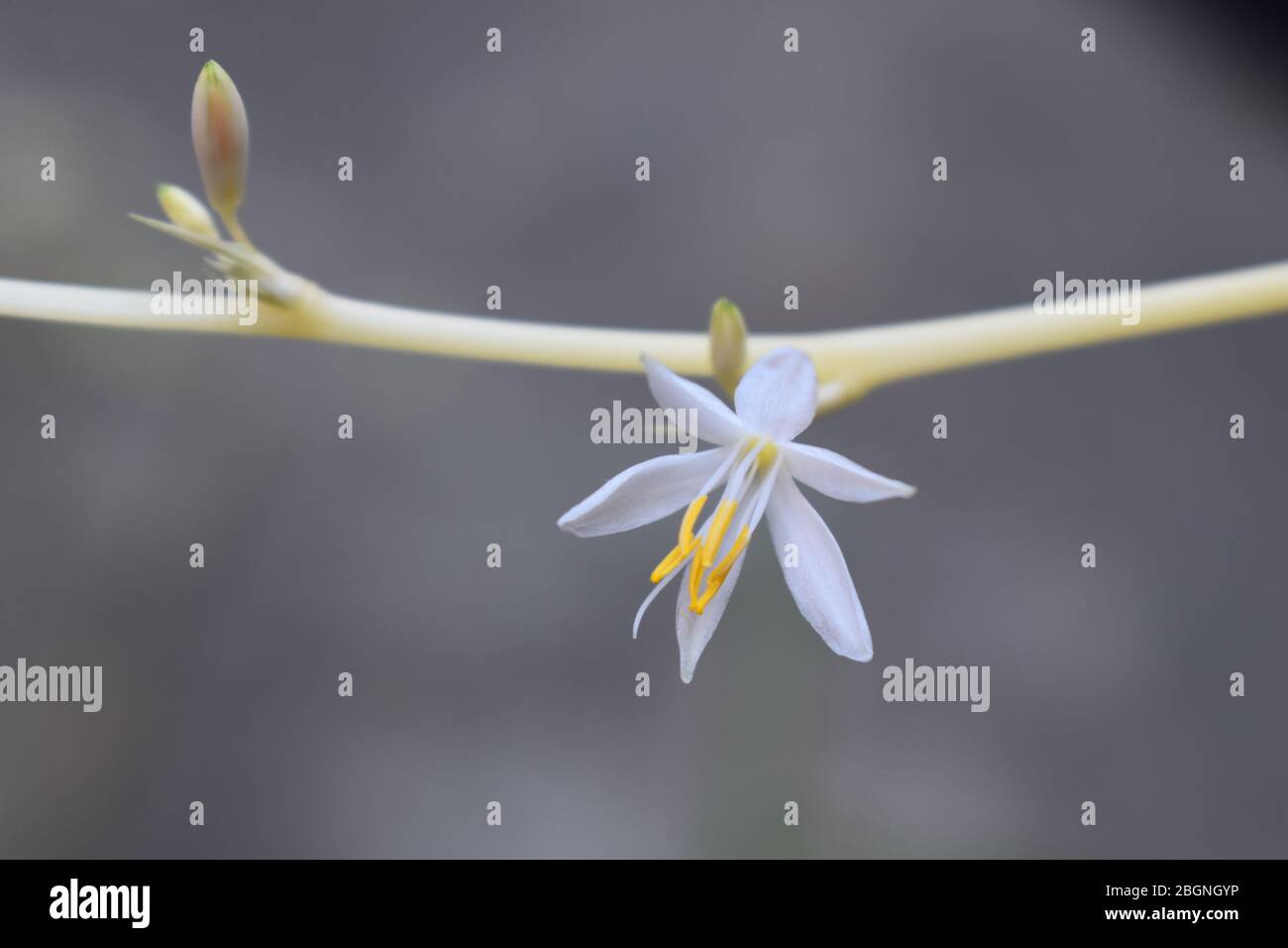 Plante d'araignée intérieure six fleurs pétale sur une longue tige arquée, elle envoie des fleurs lorsque le chlorophytum mature forme des mounds de feuilles fines et rayées Banque D'Images